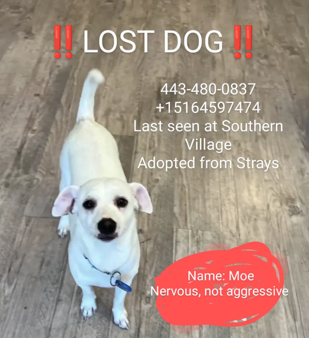 Lost dog in Chapel Hill, NC, 27516