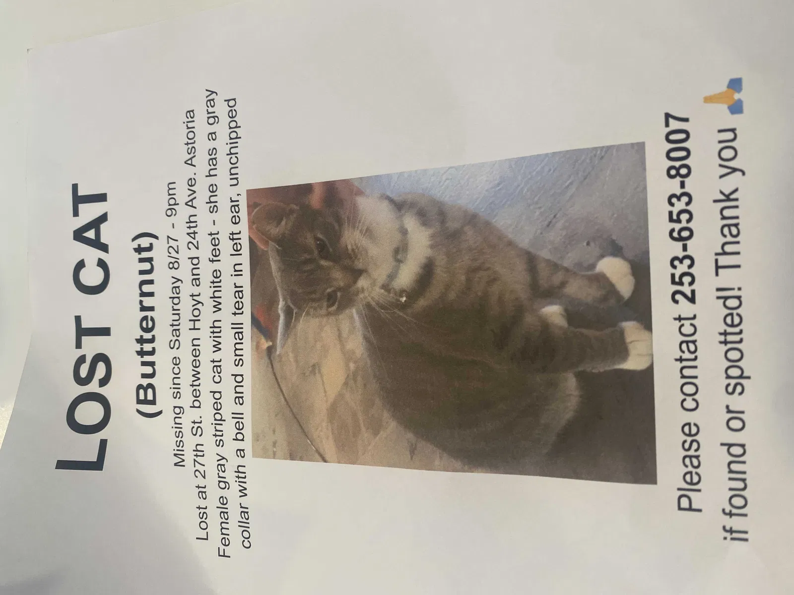 Lost cat in Astoria, NY, 11102
