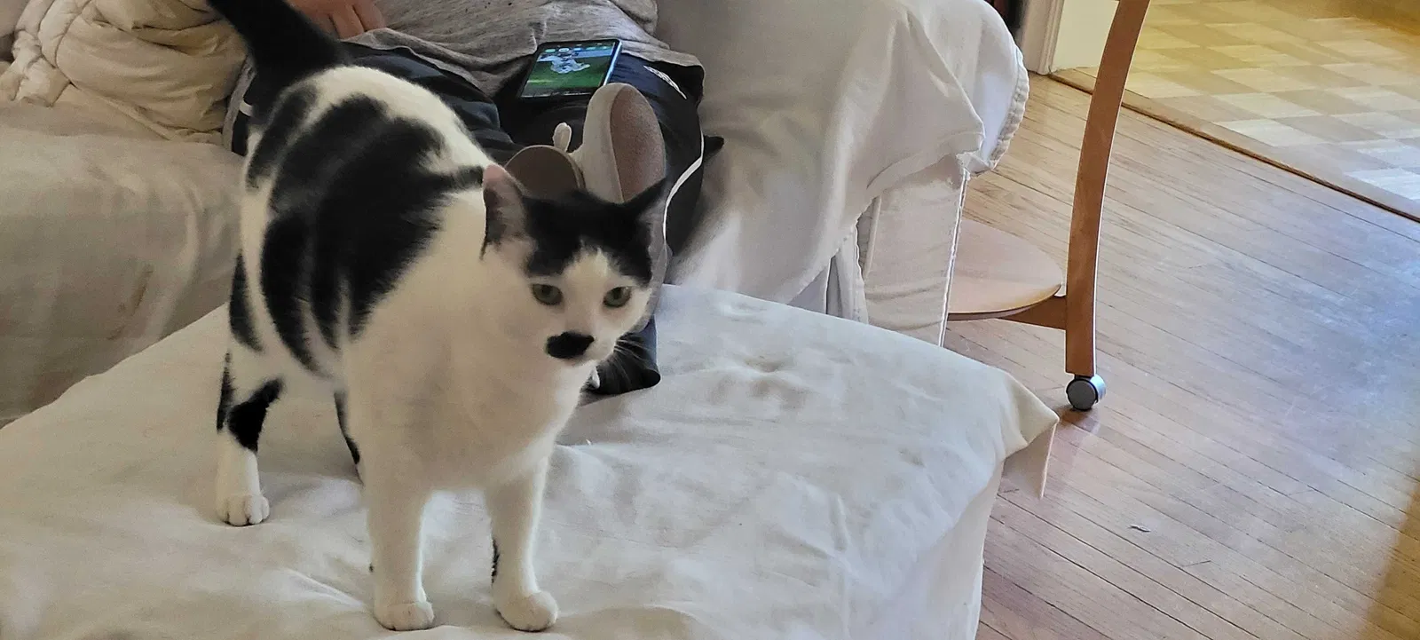 Lost cat in Valley Village, CA, 91607