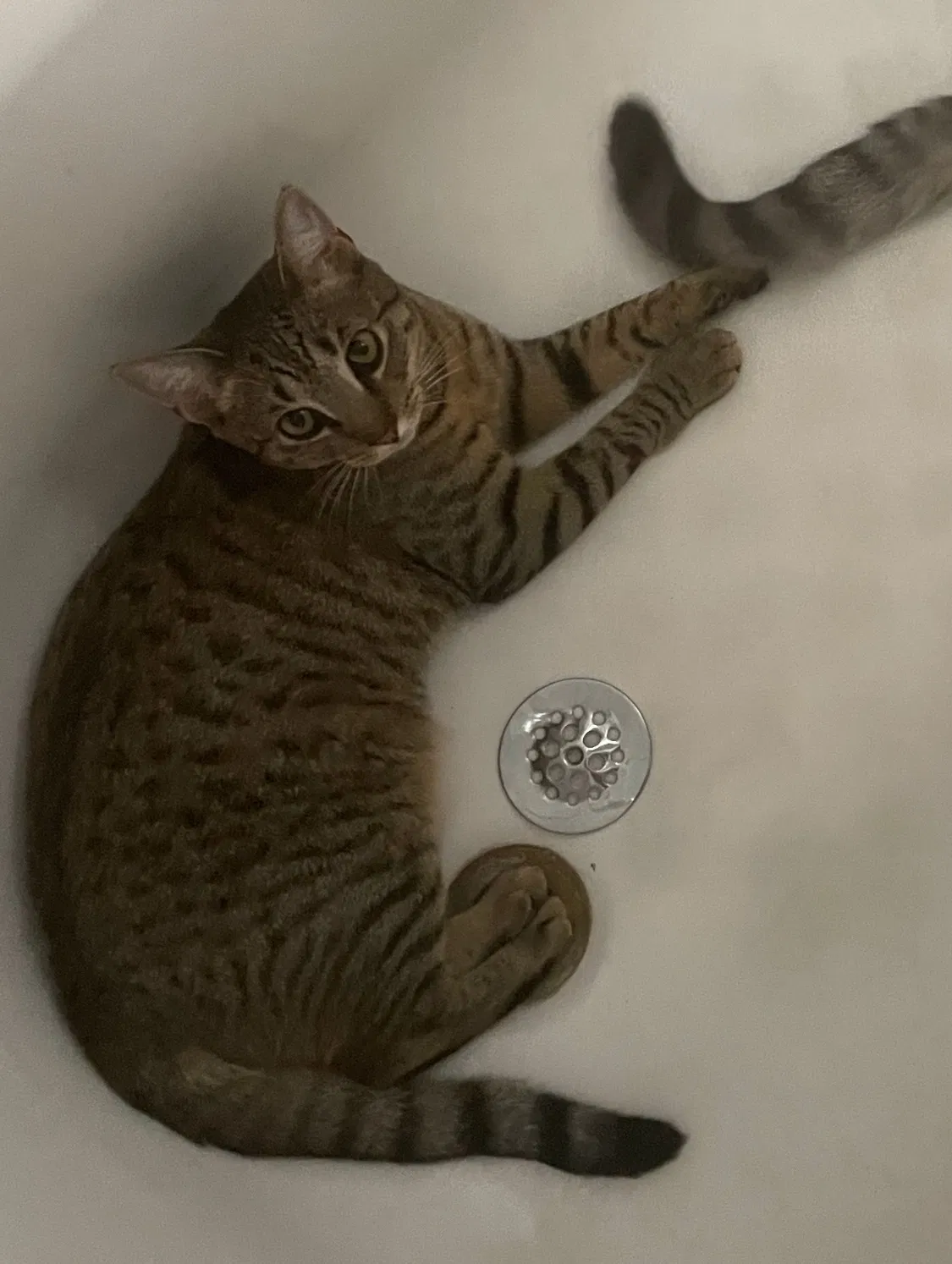 Lost cat in Brooklyn, NY, 11238
