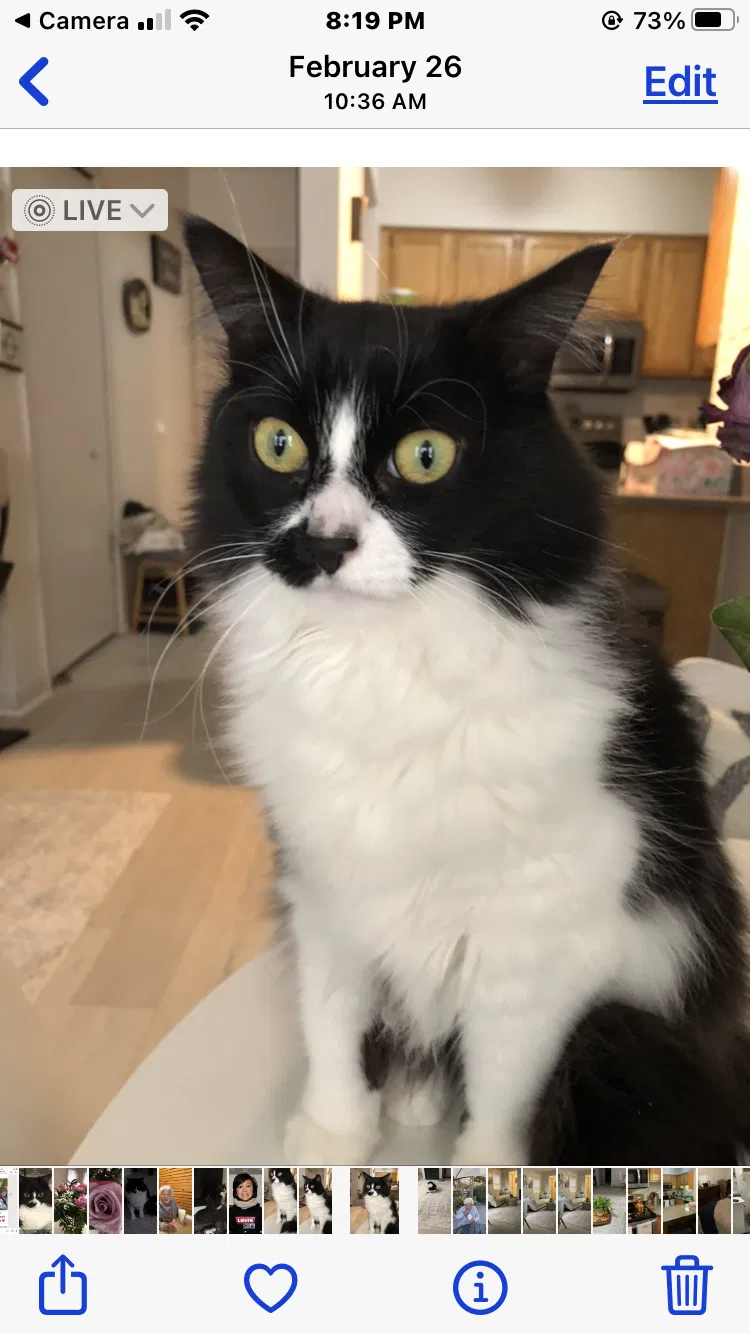 Lost cat in Unknown, MI, 0