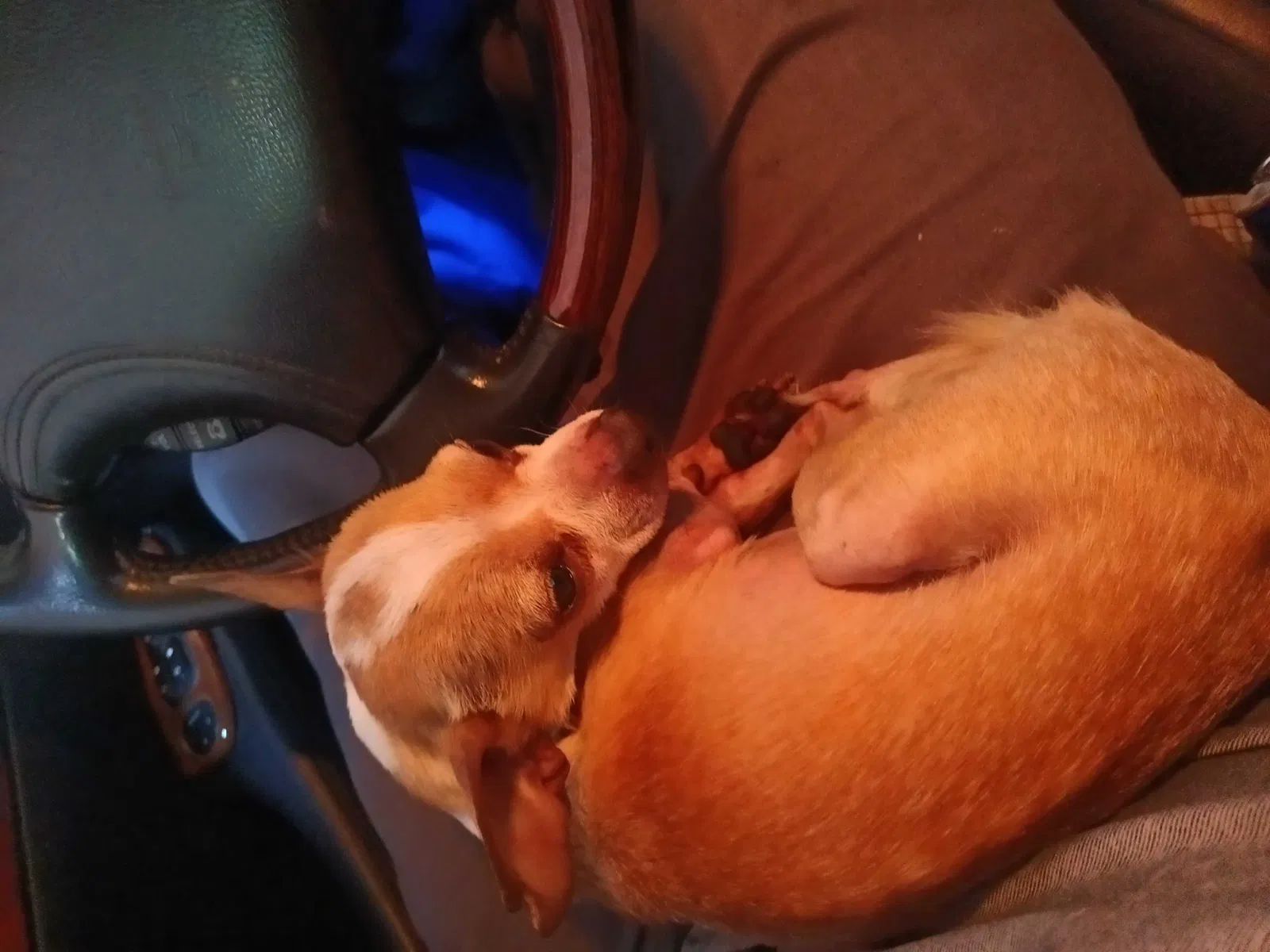 Lost dog in San Francisco, CA, 94103