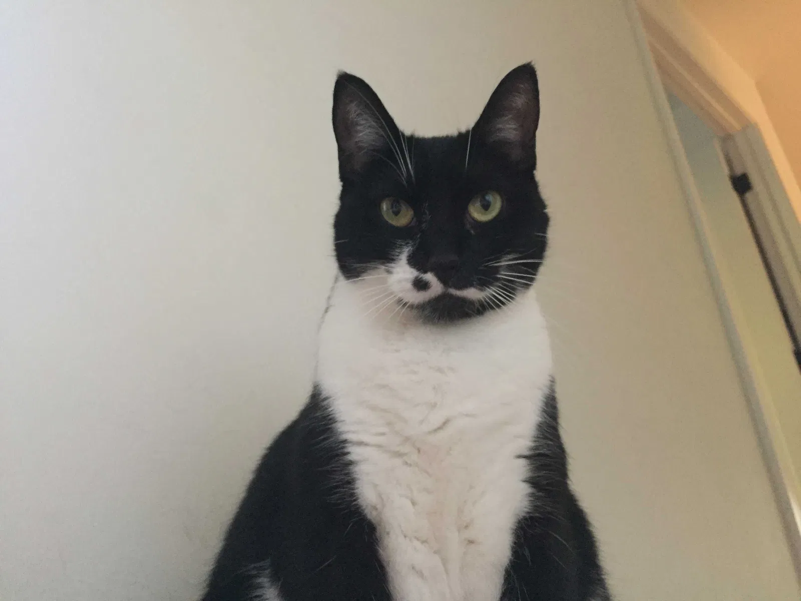 Lost cat in Lafayette, CA, 94549