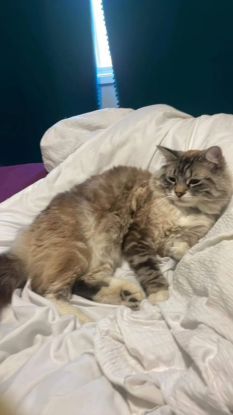 Lost cat in Gresham, OR, 97080