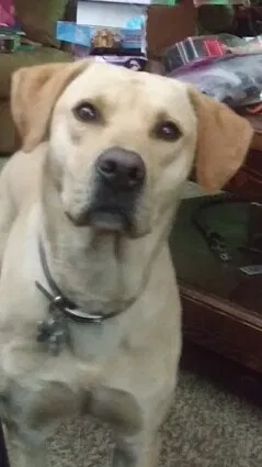 Lost dog in Wolfforth, TX, 79382