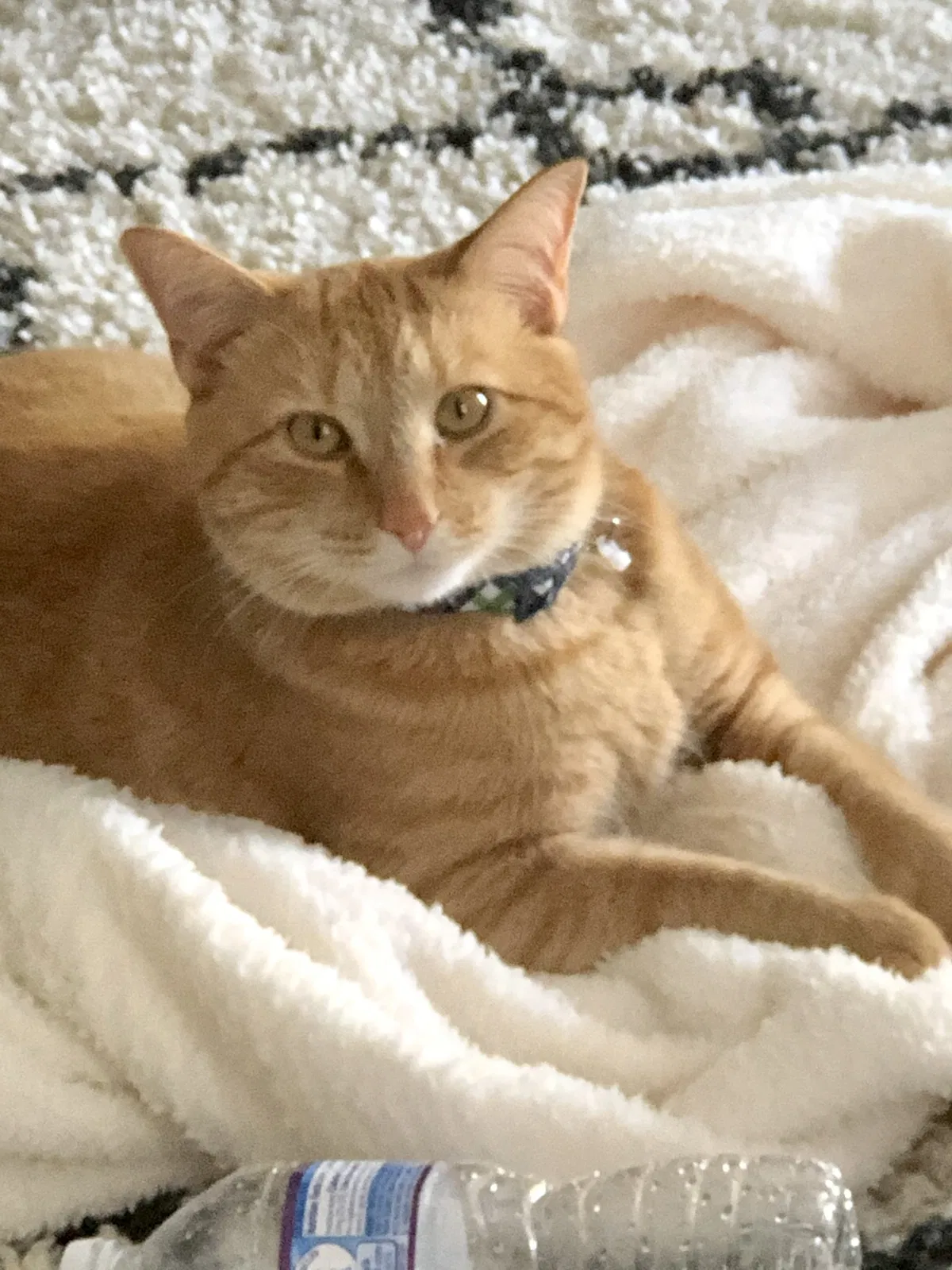 Missing Cat