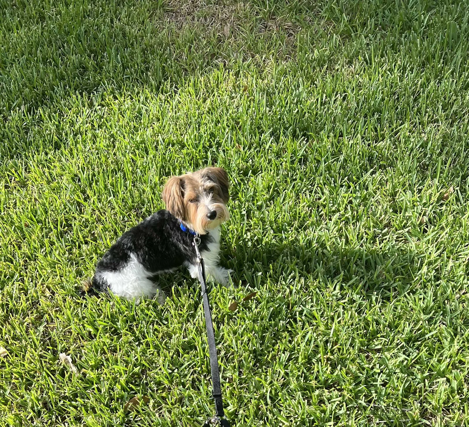 Lost dog in Houston, TX, 77047