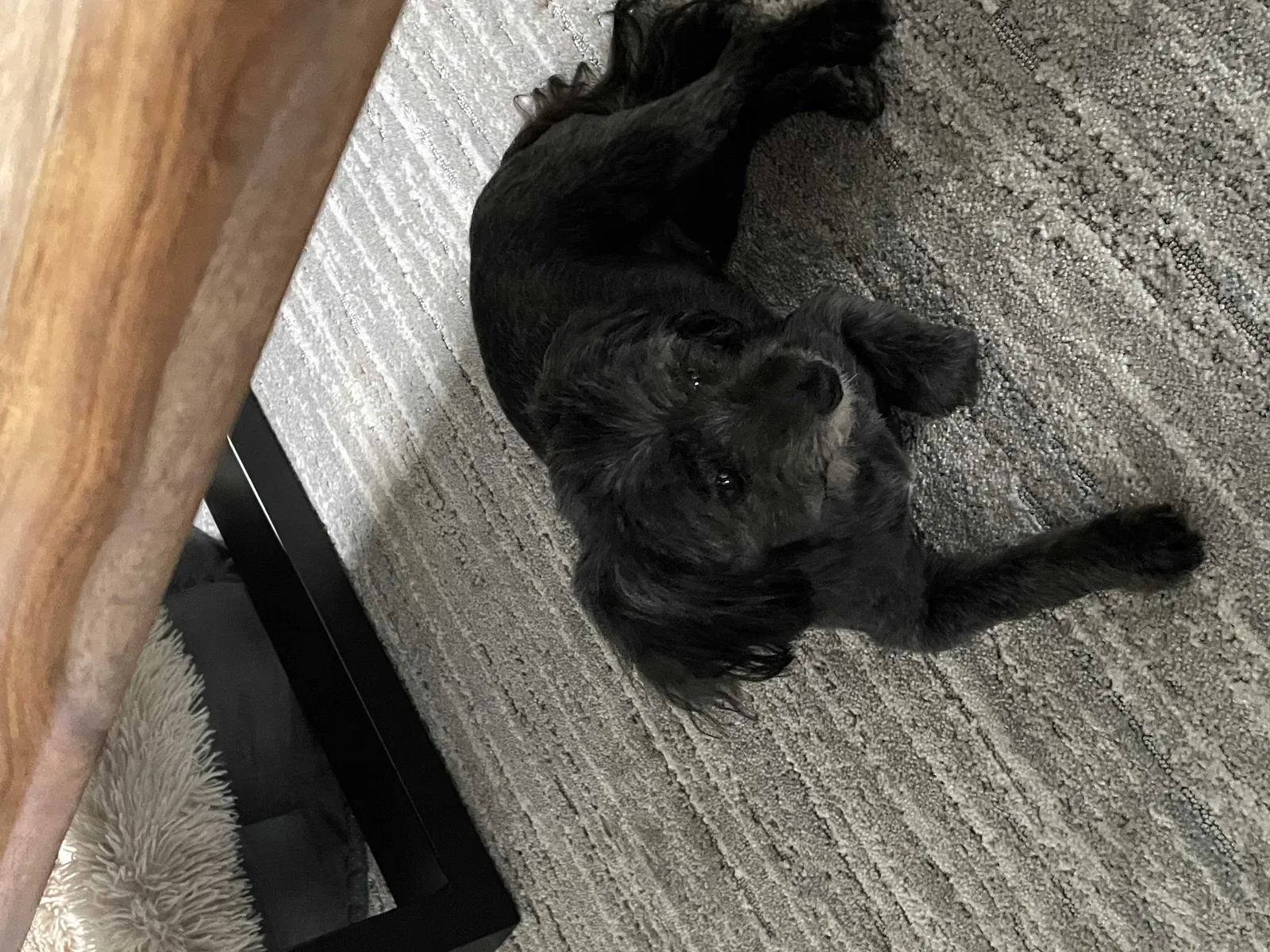Lost dog in Olathe, KS, 66062