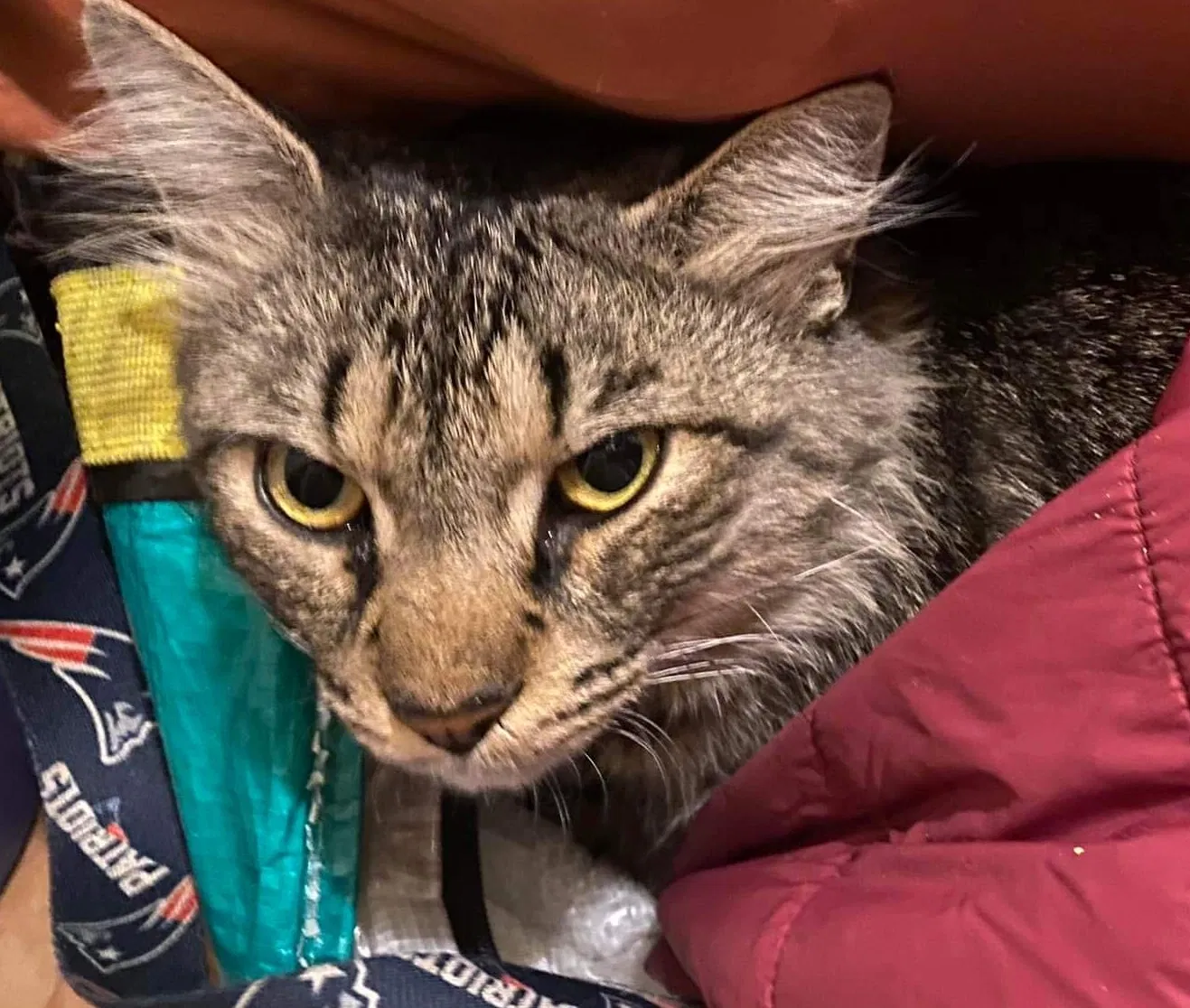 Lost cat in Woodside, NY, 11377