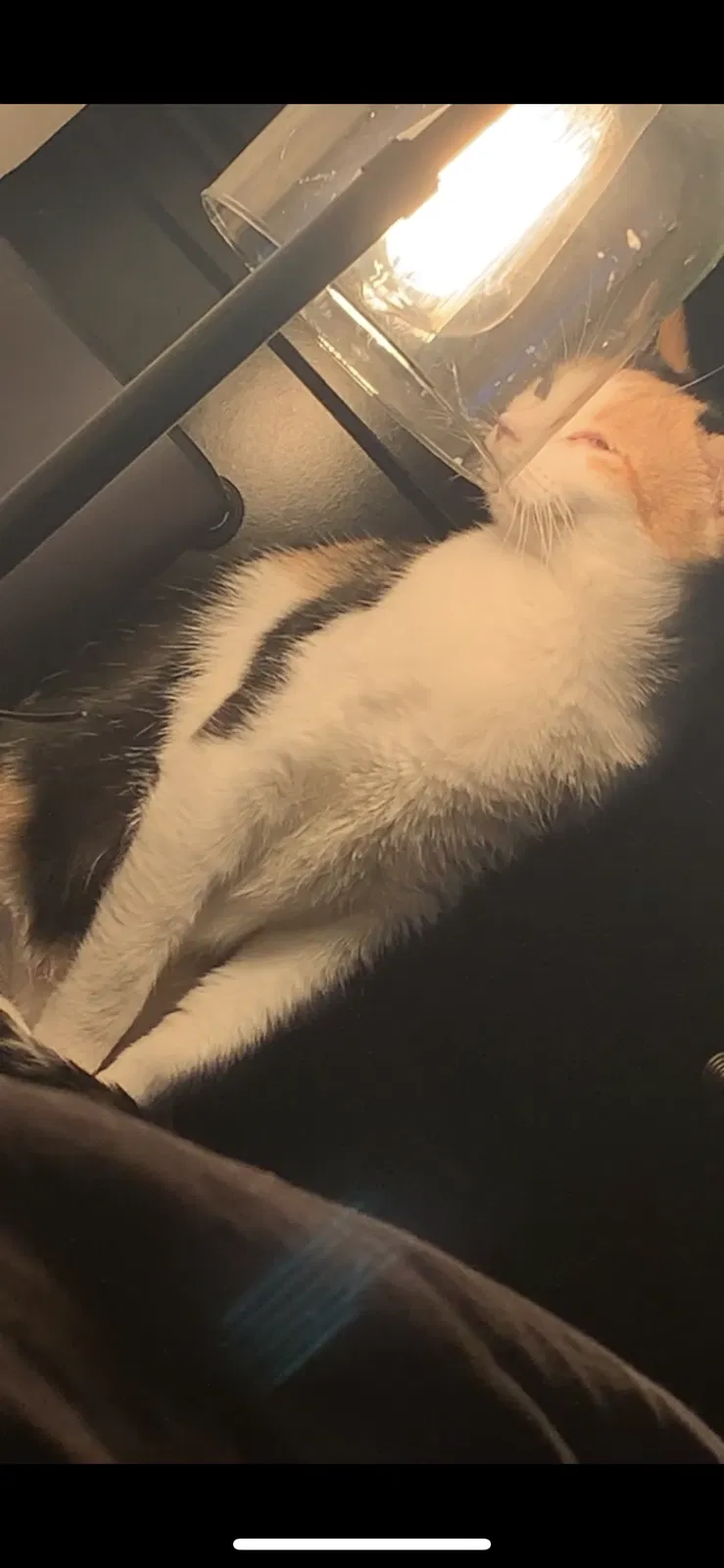 Lost cat in Saint Joseph, MO, 64504