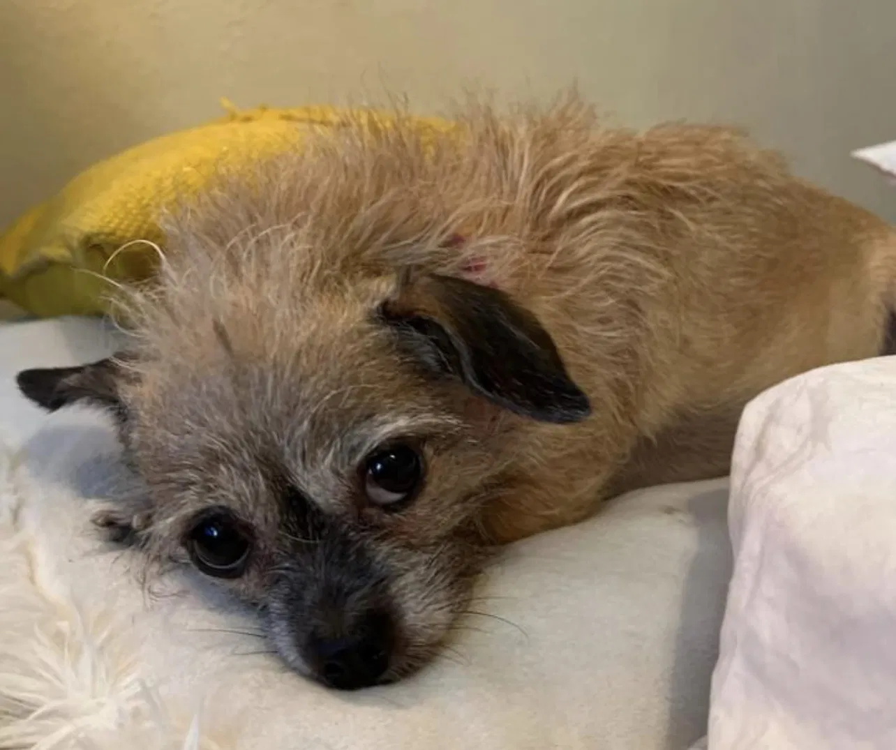Lost dog in Oklahoma City, OK, 73112