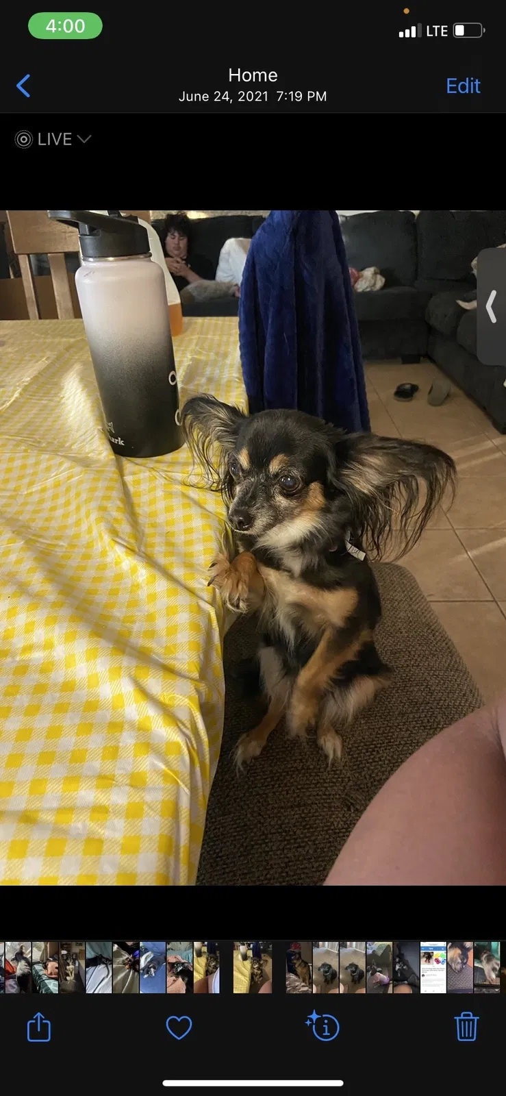 Lost dog in Rhome, TX, 76078