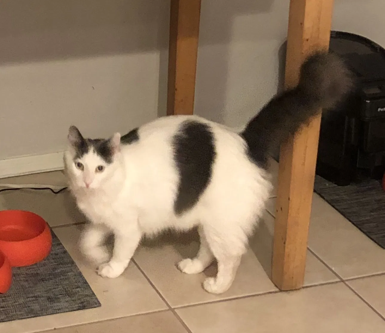 Lost cat in Gilbert, AZ, 85296