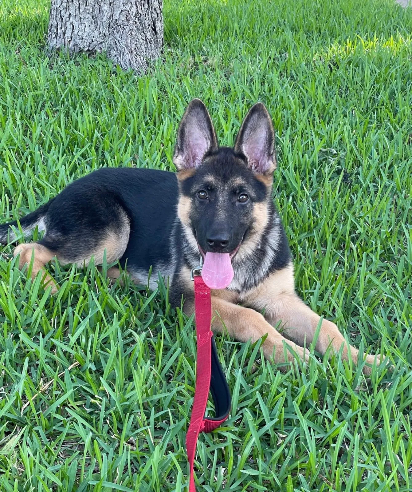 Lost dog in Austin, TX, 78723