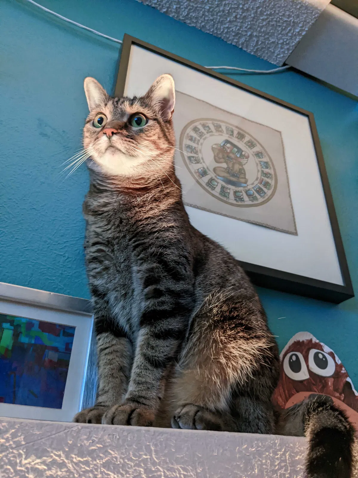 Lost cat in Aurora, CO, 80013