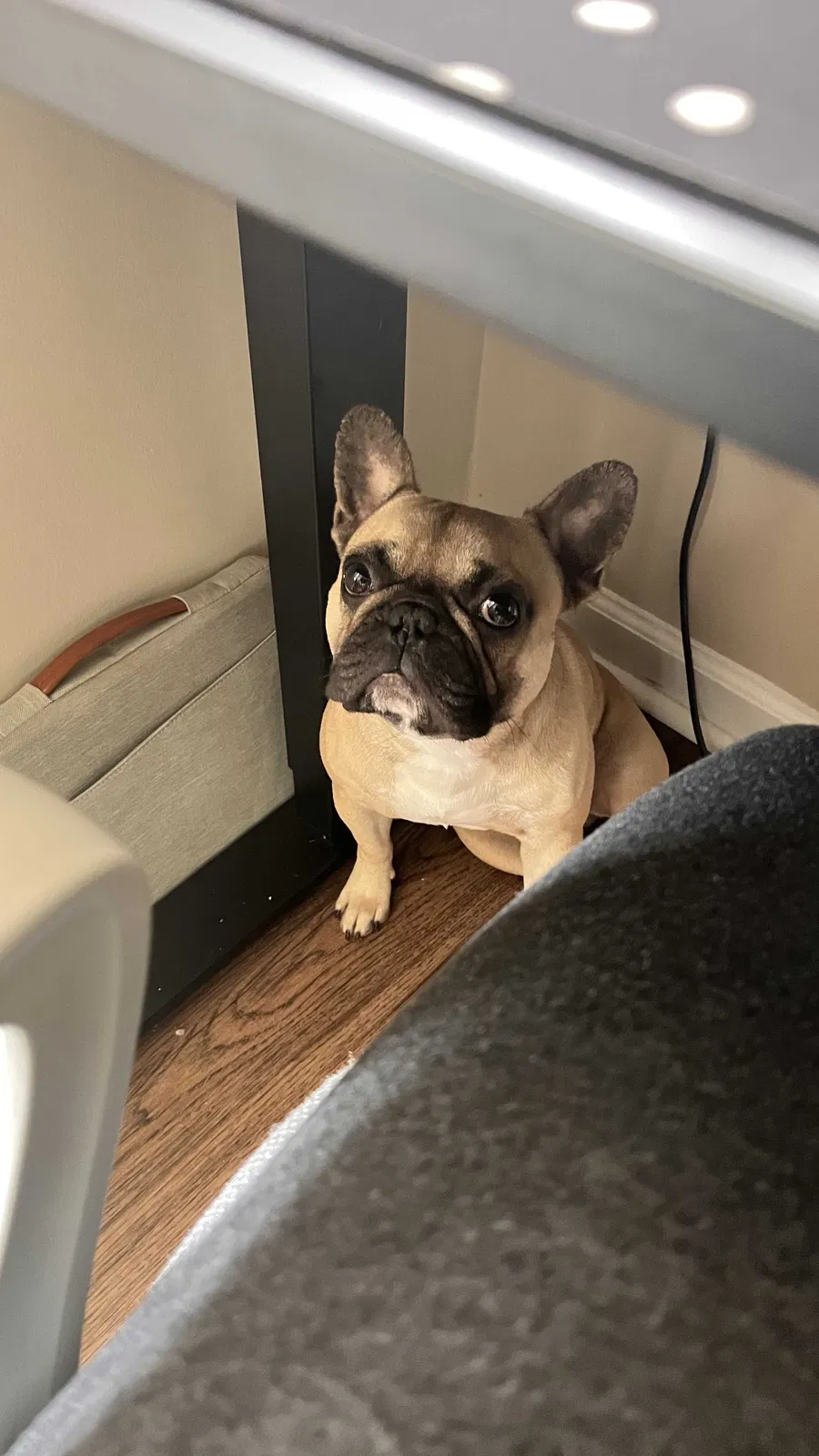 Lost dog in Stone Mountain, GA, 30087
