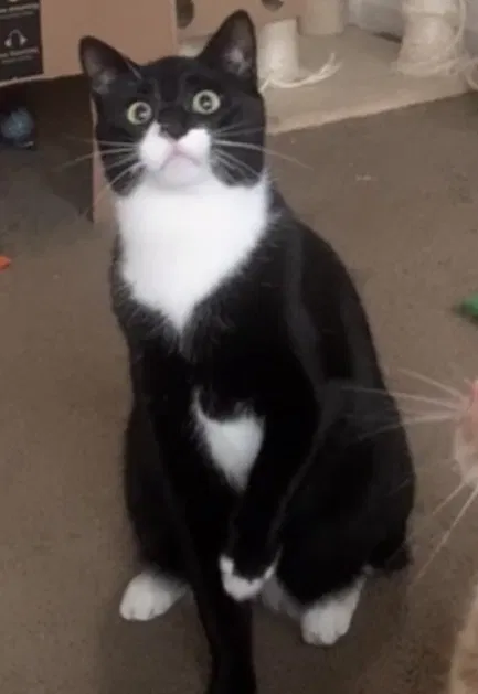 Lost cat in Amherst, MA, 1002