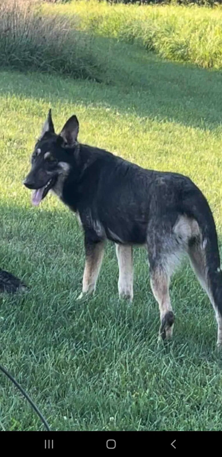 Lost dog in Perryopolis, PA, 15473