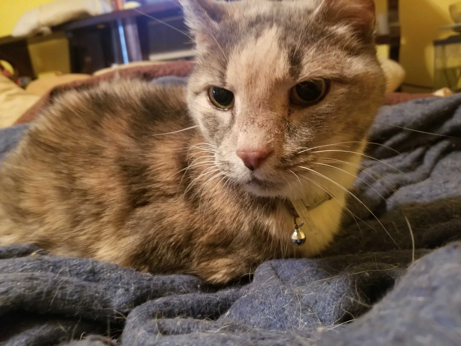 Lost cat in Glassport, PA, 15045