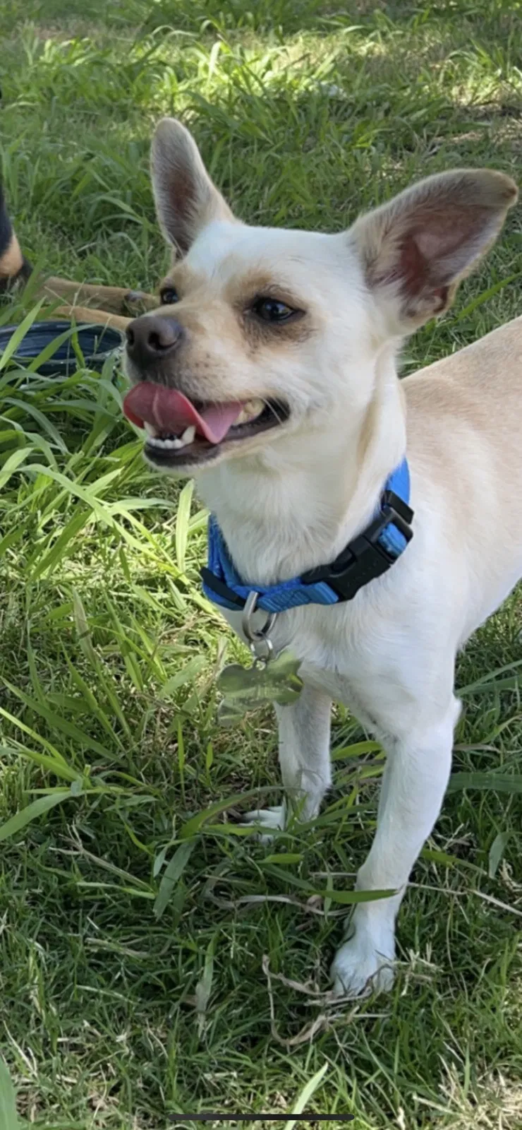 Lost dog in Bakersfield, CA, 93301