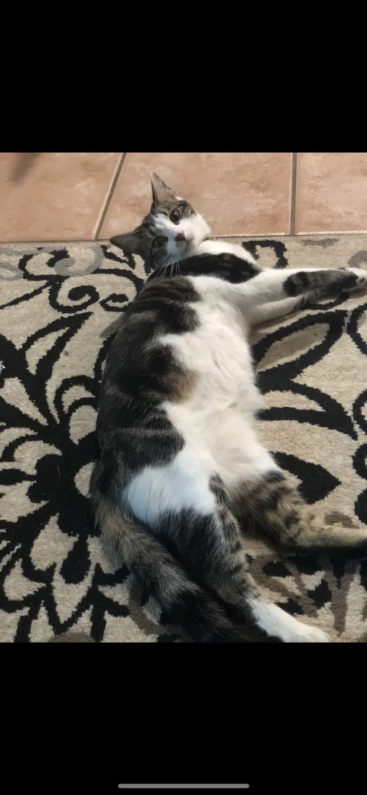 Lost cat in Fairfield, CA, 94533