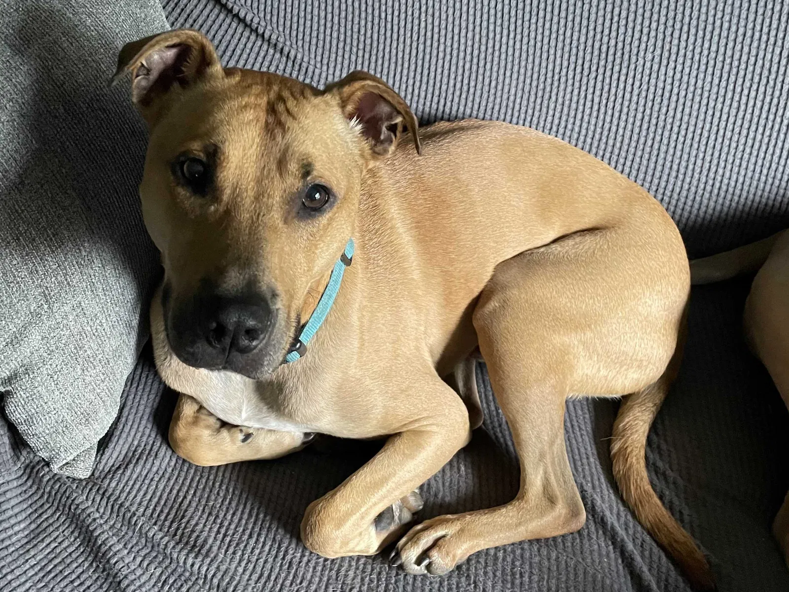 Lost dog in Saint Louis, MO, 63114