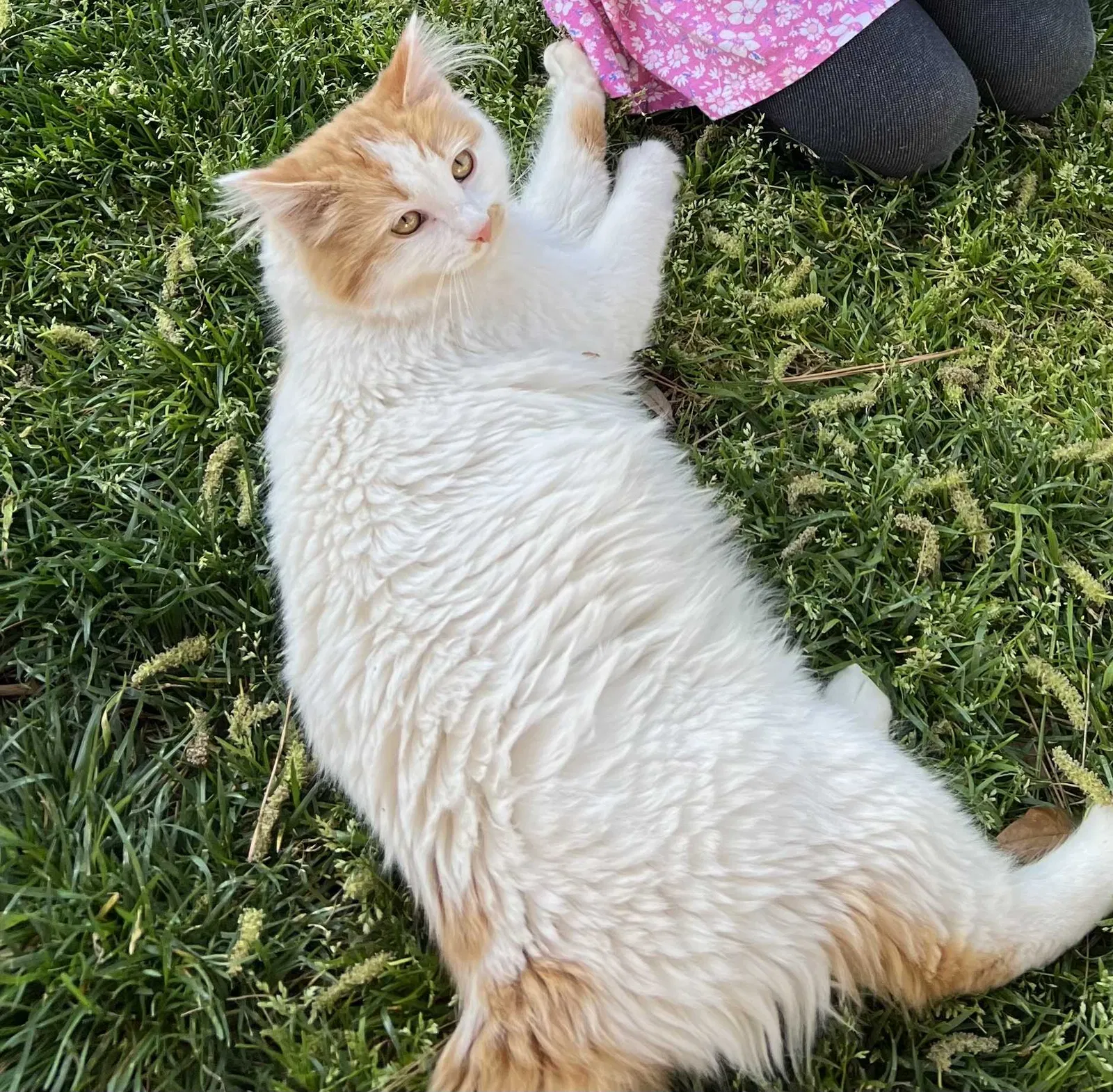 Lost cat in Garland, TX, 75044