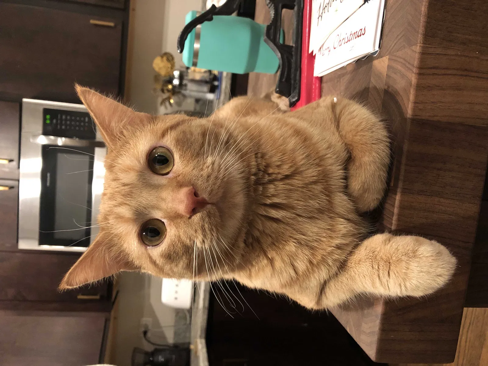 Lost cat in Chicago, IL, 60613