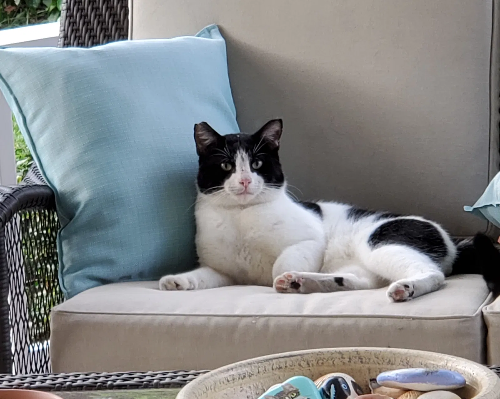 Lost cat in Palm Harbor, FL, 34683