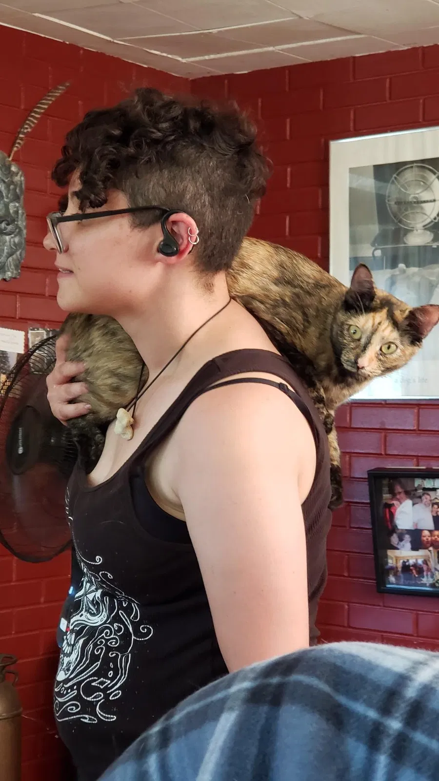 Lost cat in Thomaston, CT, 6787