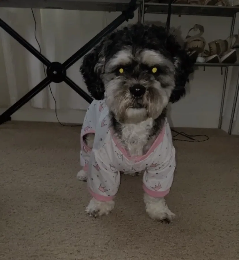 Lost dog in La Center, WA, 98629