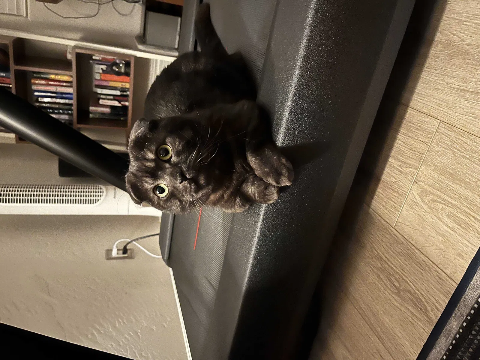 Lost cat in Ramona, CA, 92065