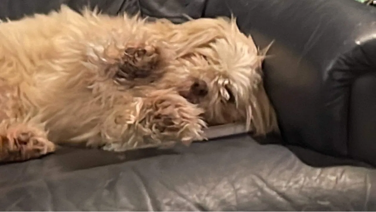 Lost dog in Warsaw, IN, 46580