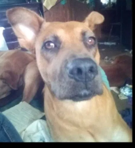 Lost dog in Dora, AL, 35062