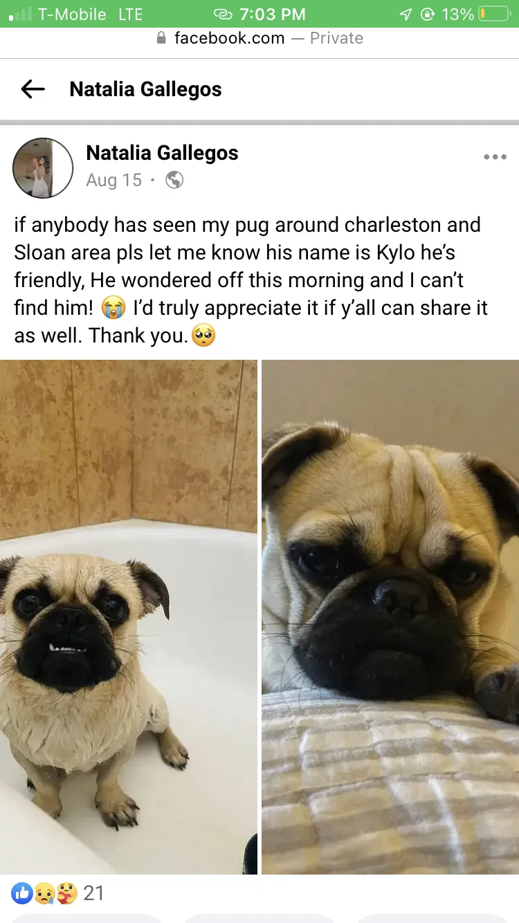 Lost dog in Las Vegas, NV, 89110