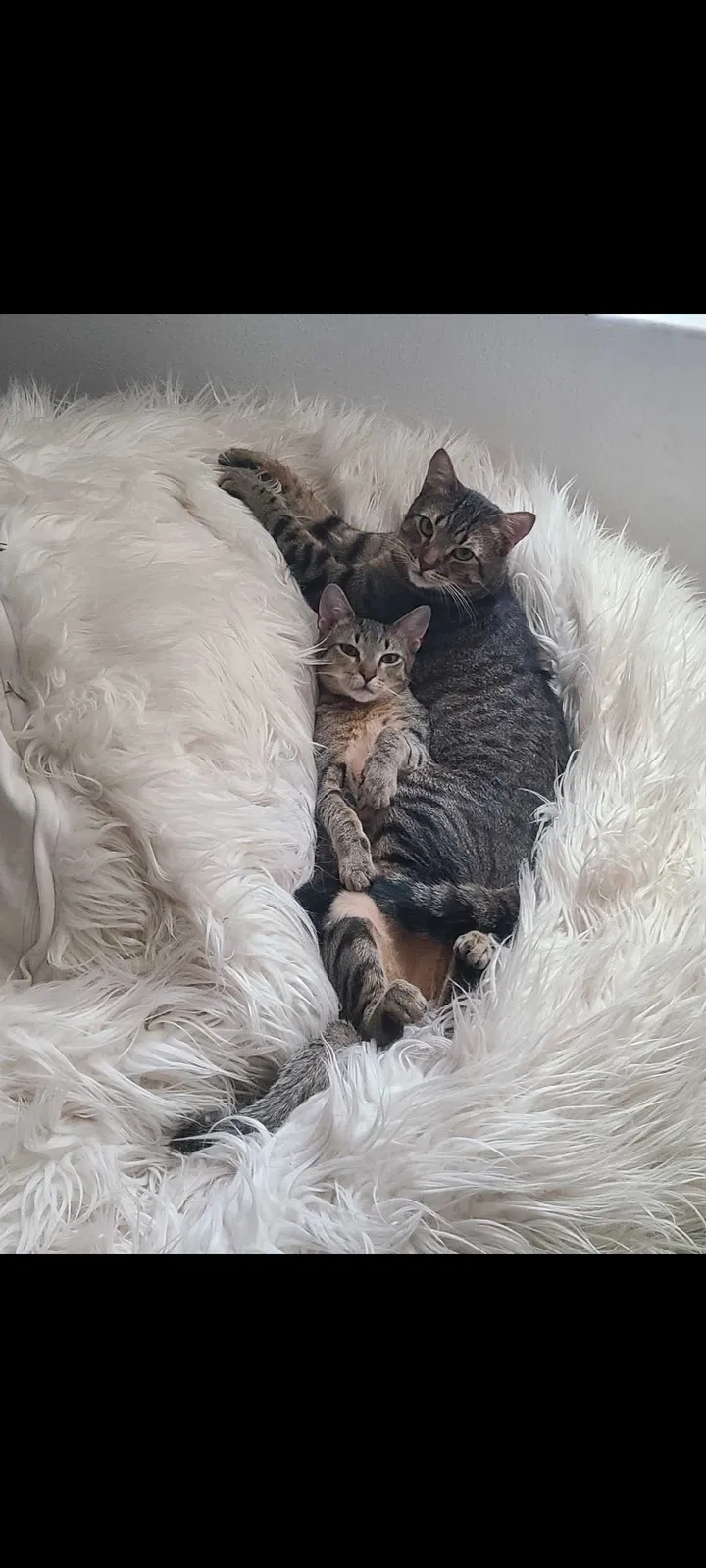 Lost cat in Fort Lauderdale, FL, 33325