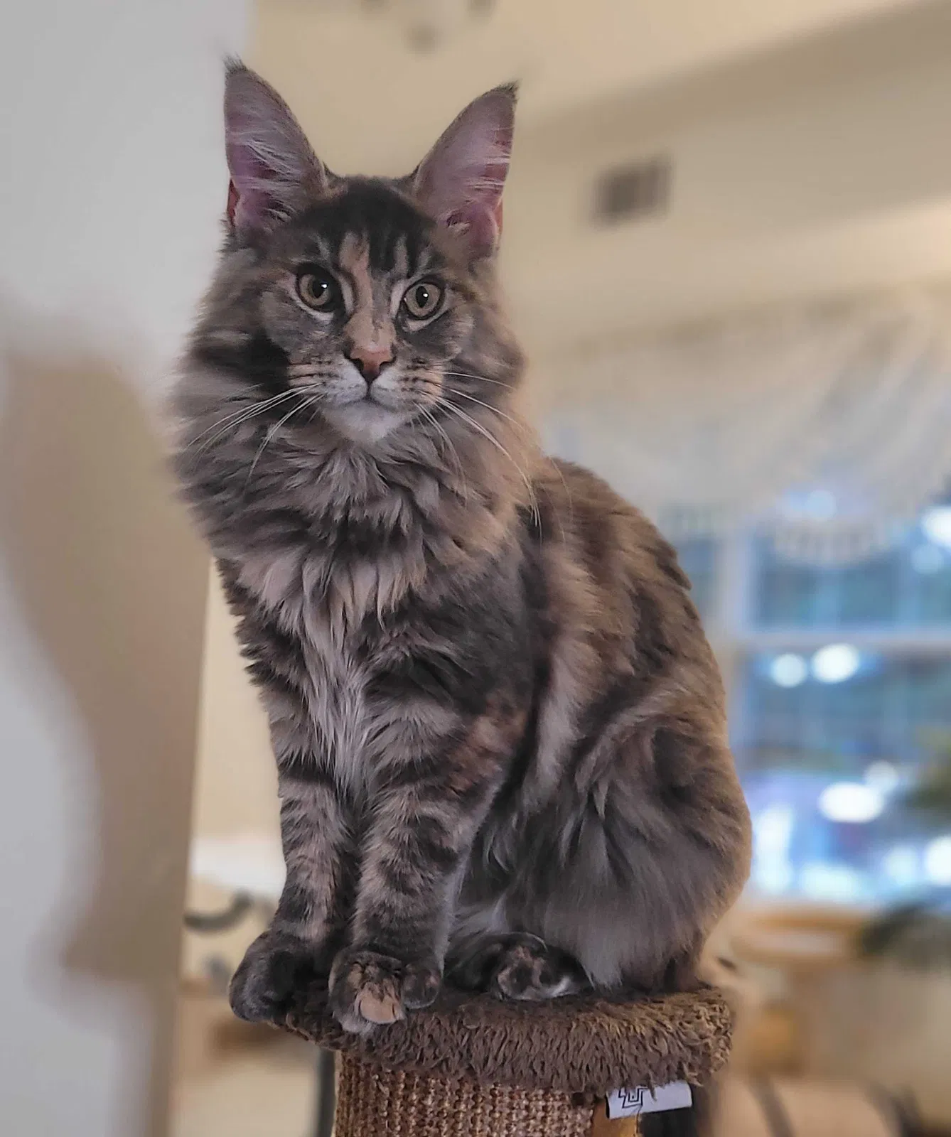 Lost cat in York, PA, 17402