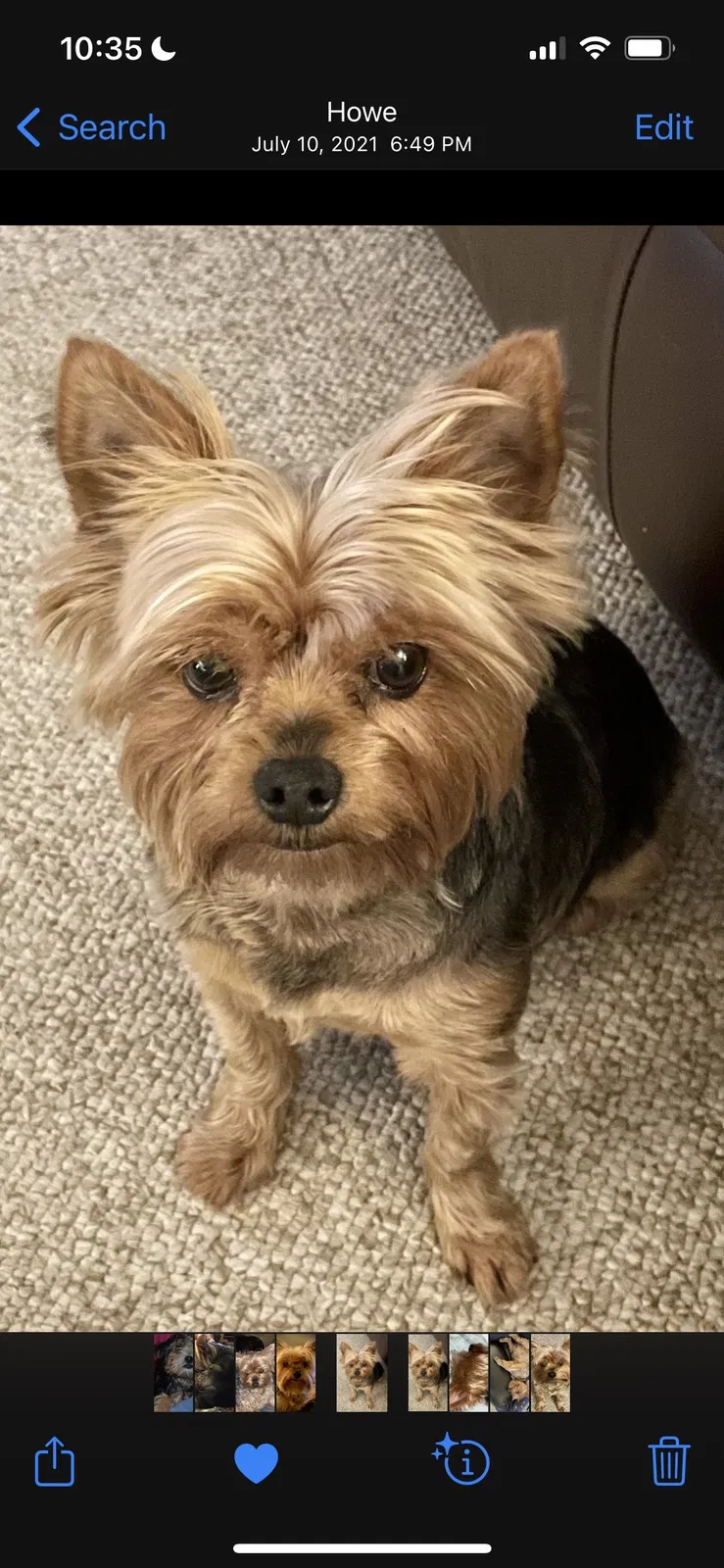 Lost dog in Dallas, TX, 75244
