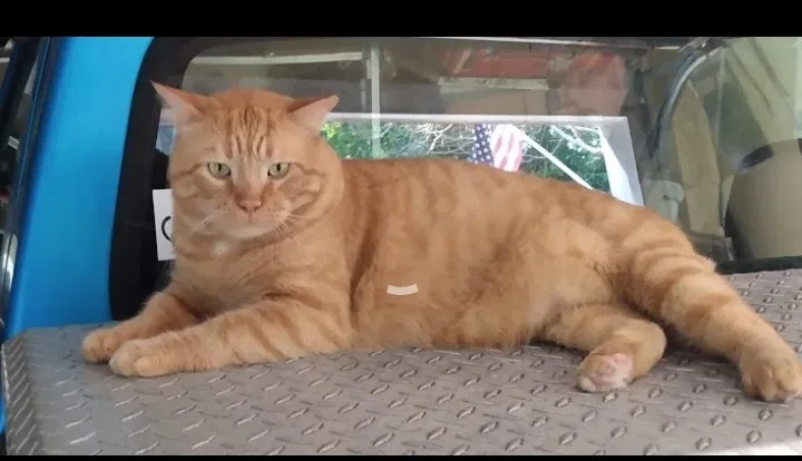Lost cat in Columbia, SC, 29229