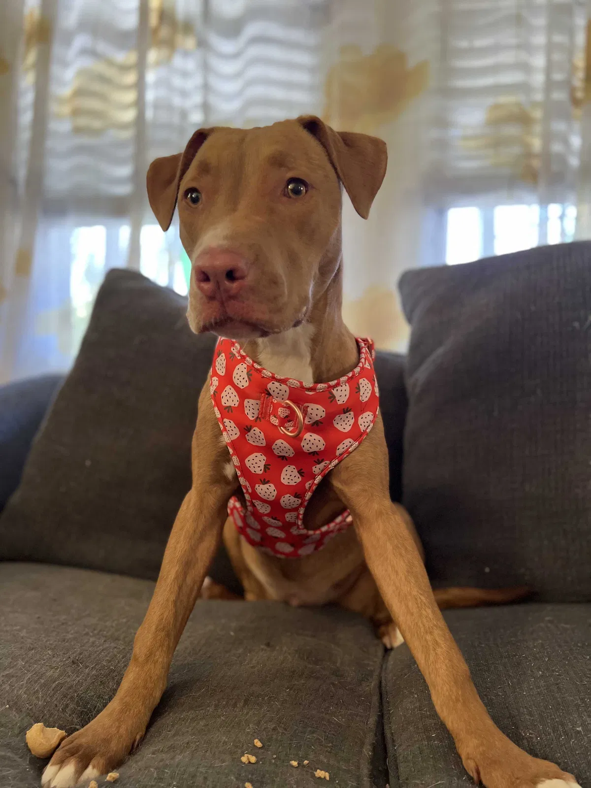 Lost dog in Norfolk, VA, 23509