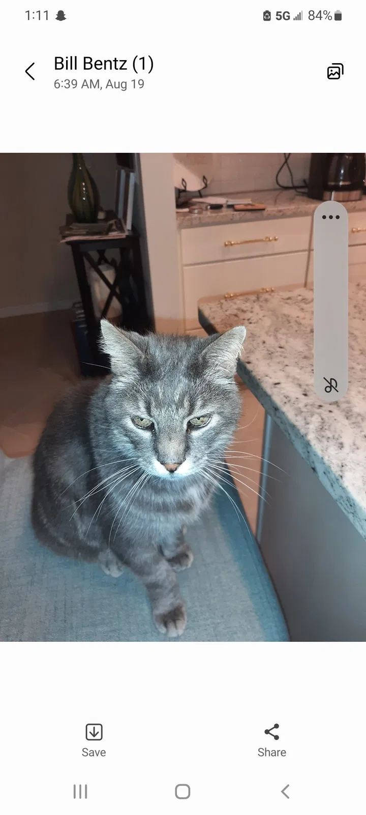 Lost cat in Punta Gorda, FL, 33950