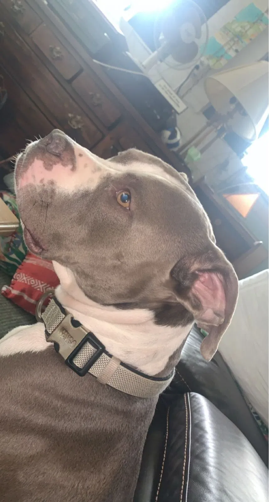 Lost dog in Shreveport, LA, 71105