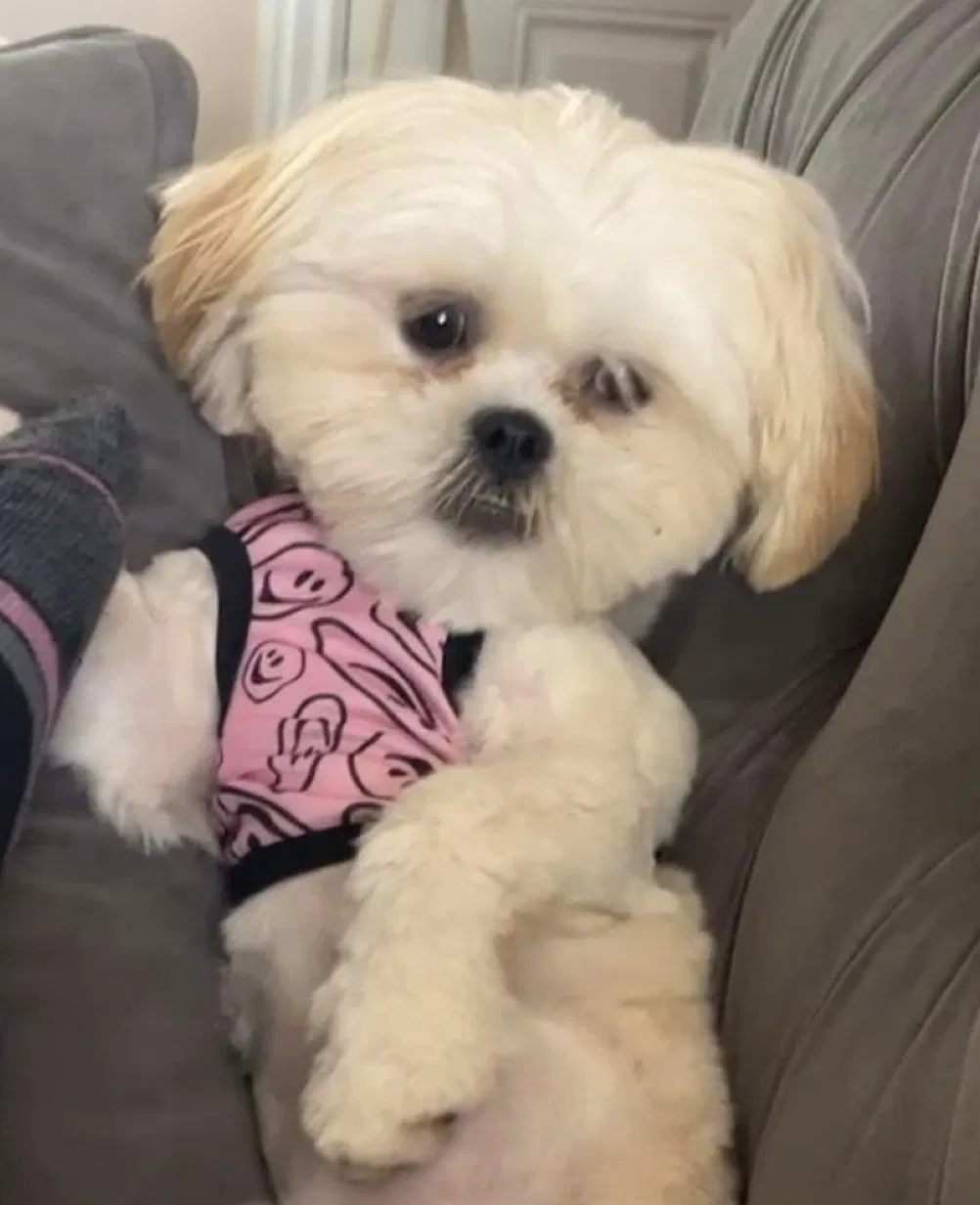 Lost dog in Ogden, UT, 84404