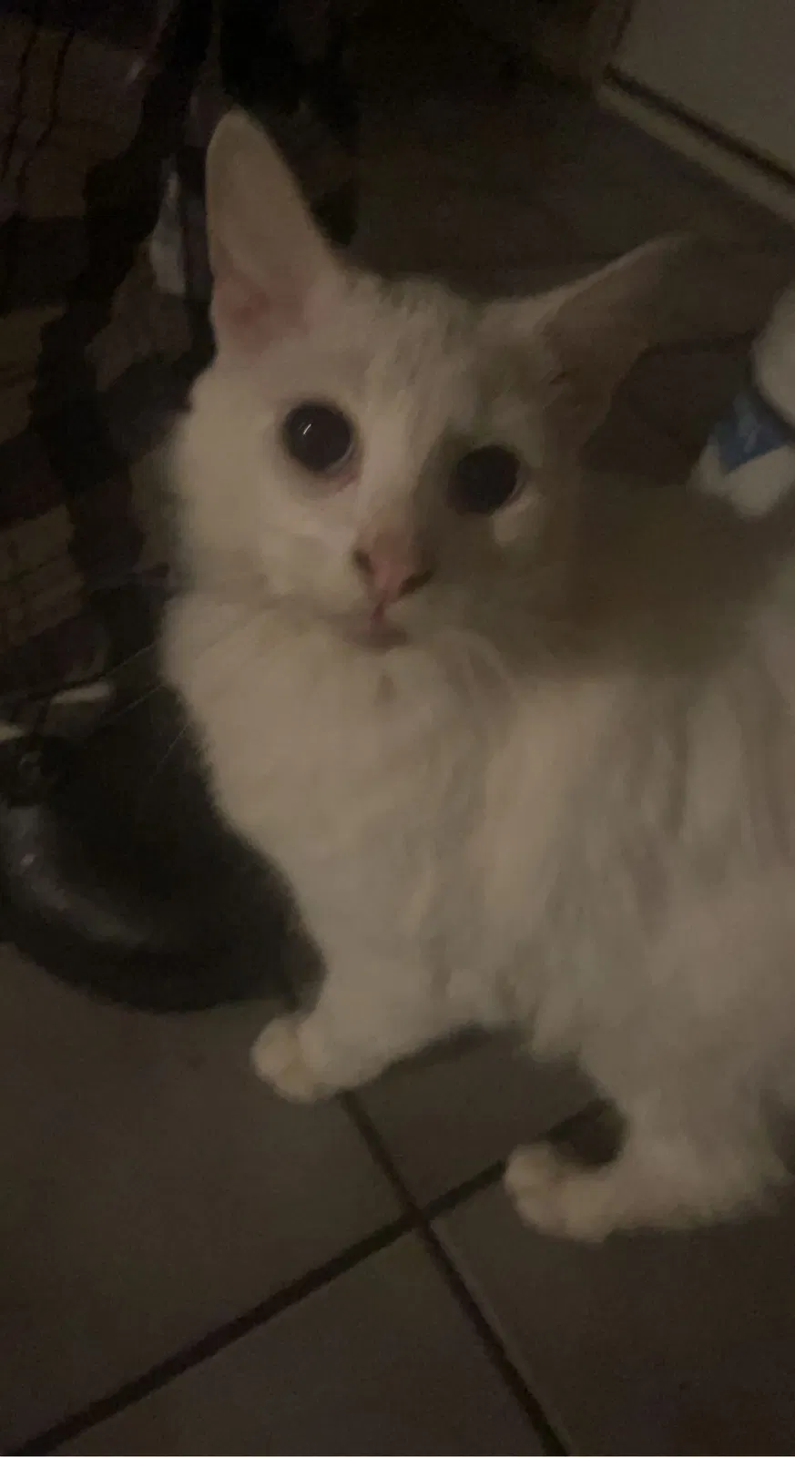 Lost cat in Columbus, OH, 43085
