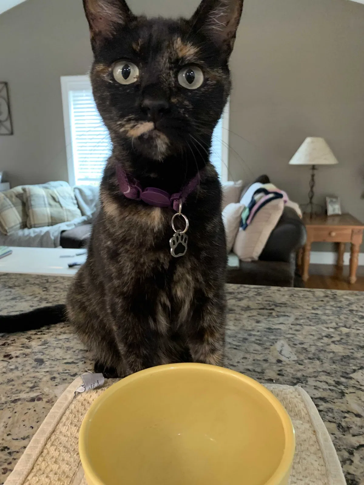 Lost cat in Carmel, CA, 93923
