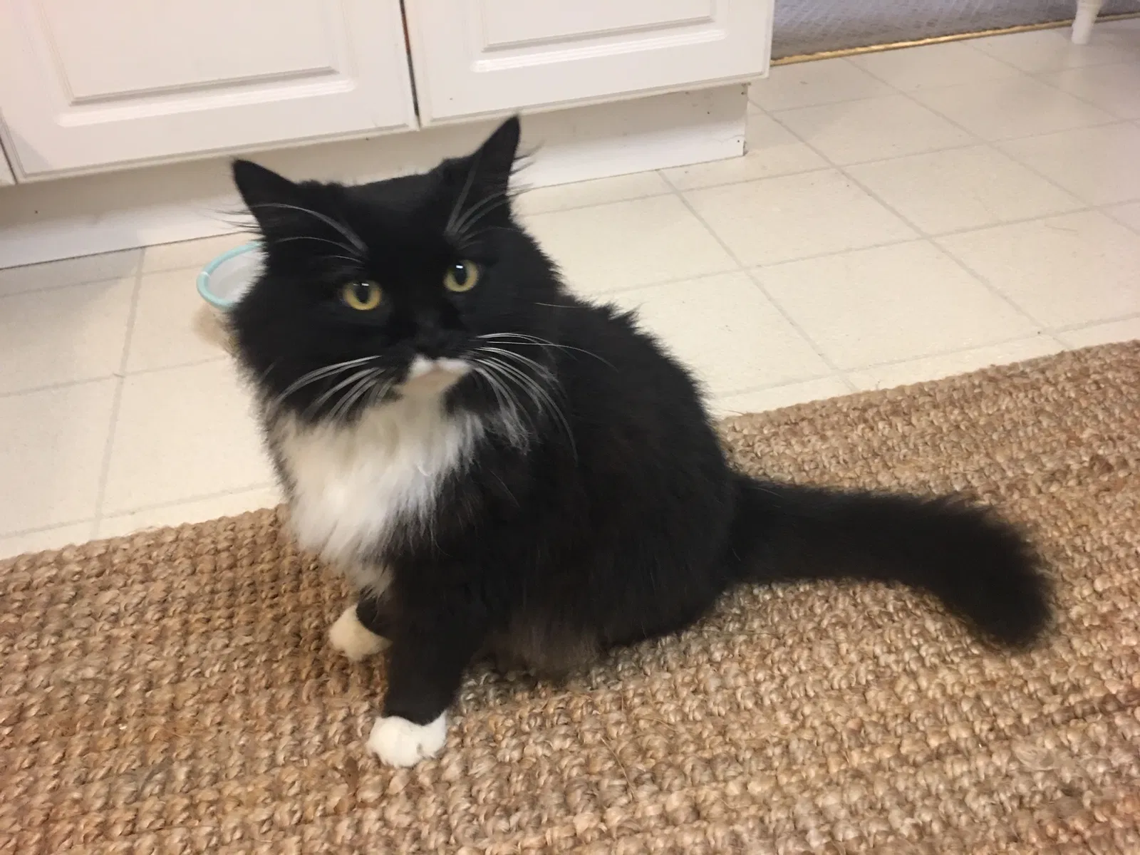 Lost cat in Mound, MN, 55364