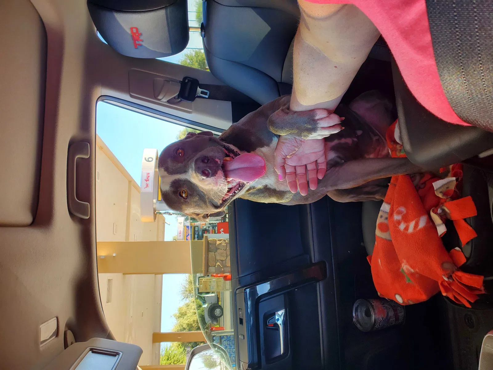 Found dog in Gilbert, AZ, 85298