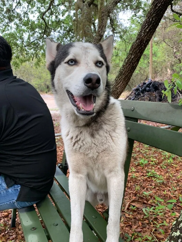Lost dog in Wimauma, FL, 33598