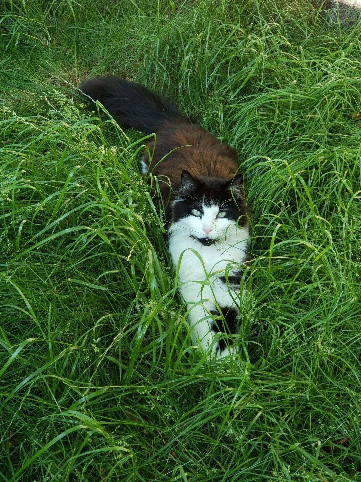 Lost cat in Springfield, OR, 97478