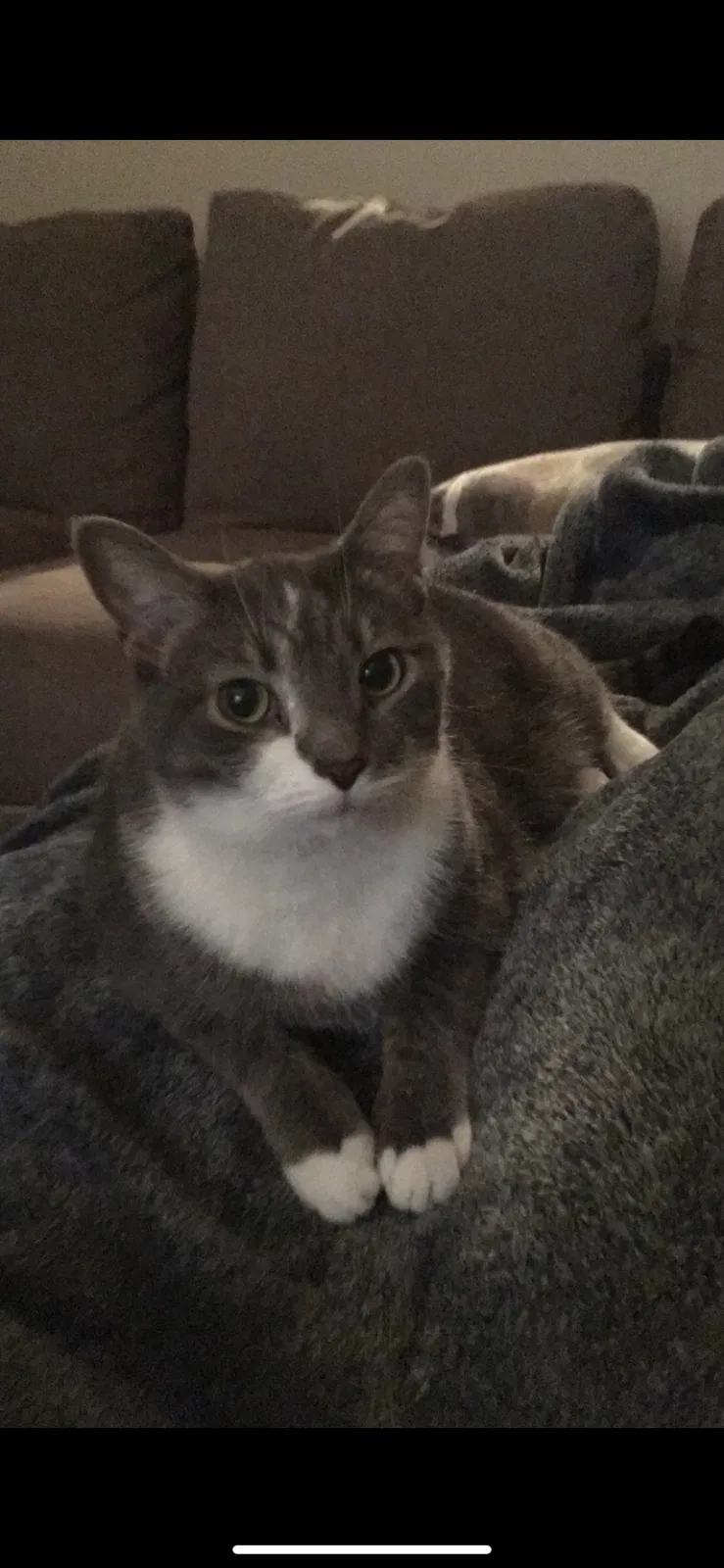 Lost cat in Greensburg, PA, 15601